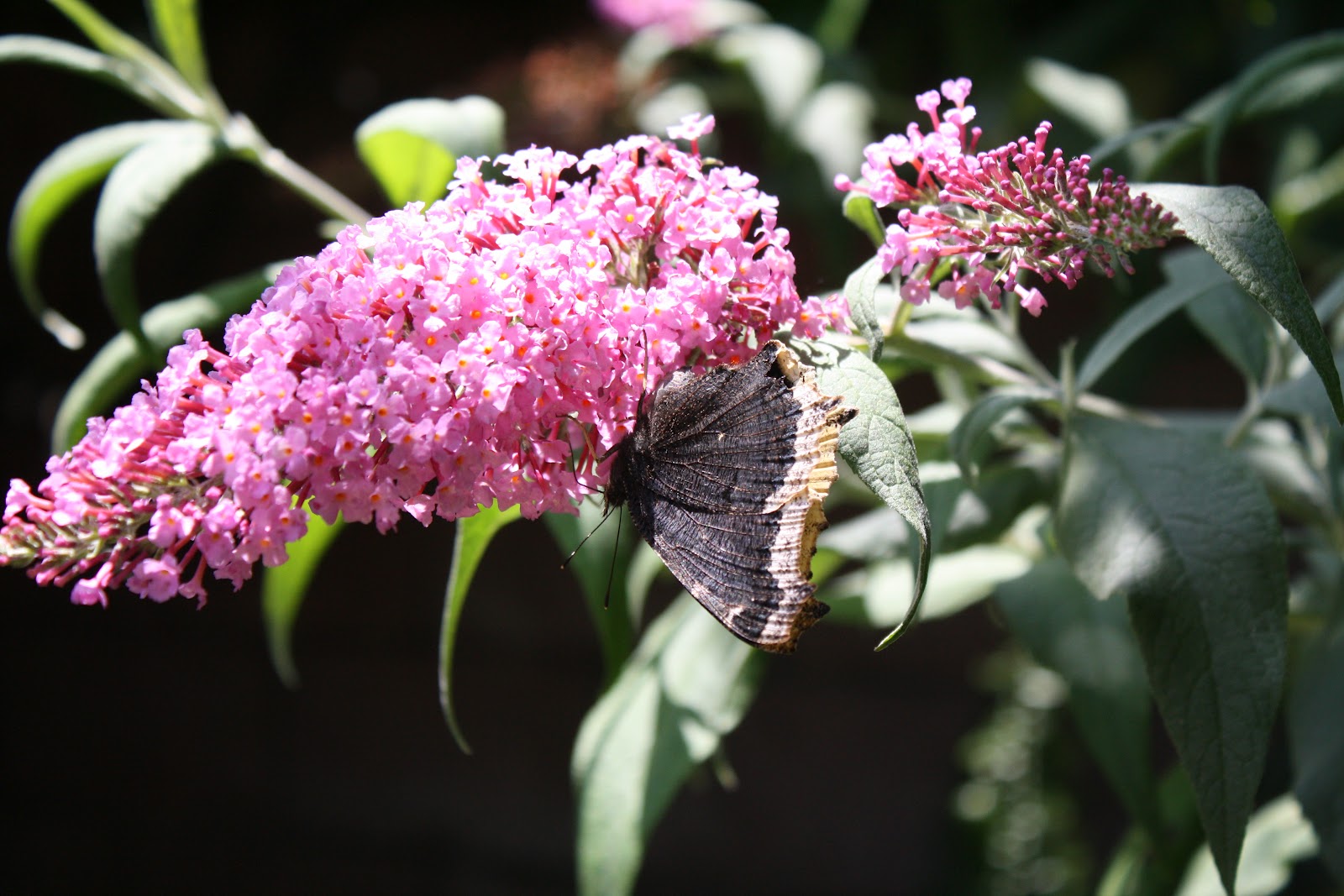 Butterfly Bush In Container